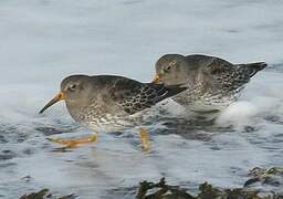 Purple Sandpiper