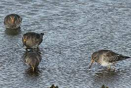 Purple Sandpiper