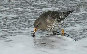 Purple Sandpiper