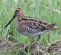 Common Snipe