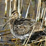 Common Snipe