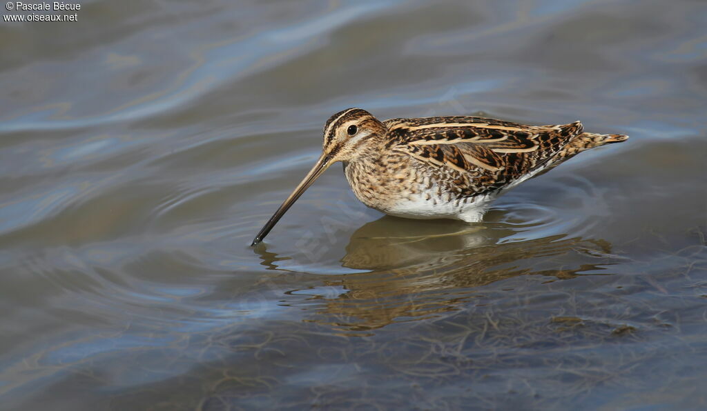 Common Snipeadult