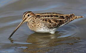 Common Snipe