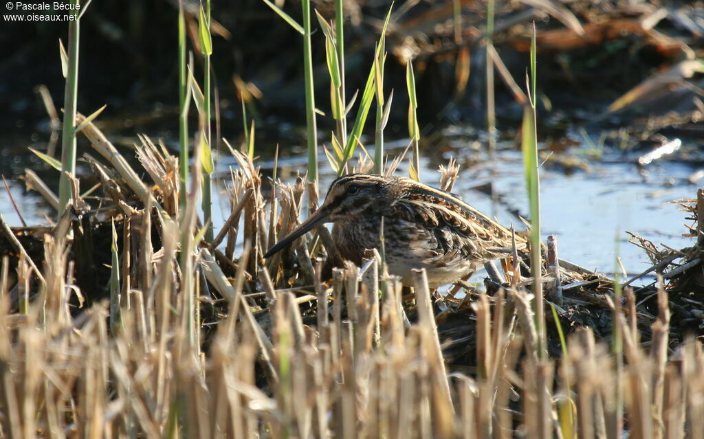 Jack Snipeadult, identification