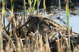 Jack Snipe