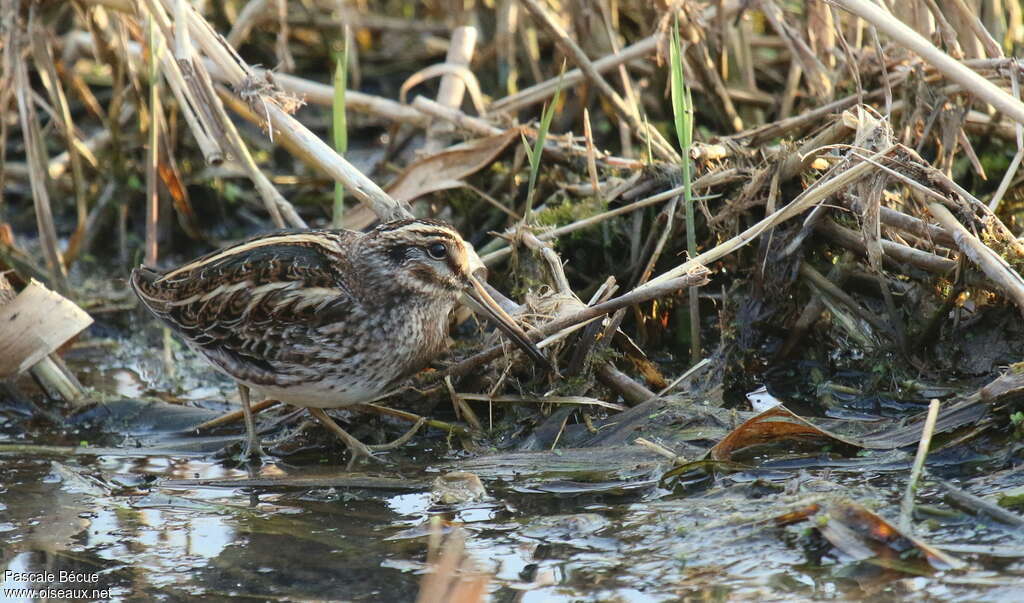 Bécassine sourdeadulte, habitat, camouflage, marche