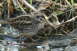 Jack Snipe