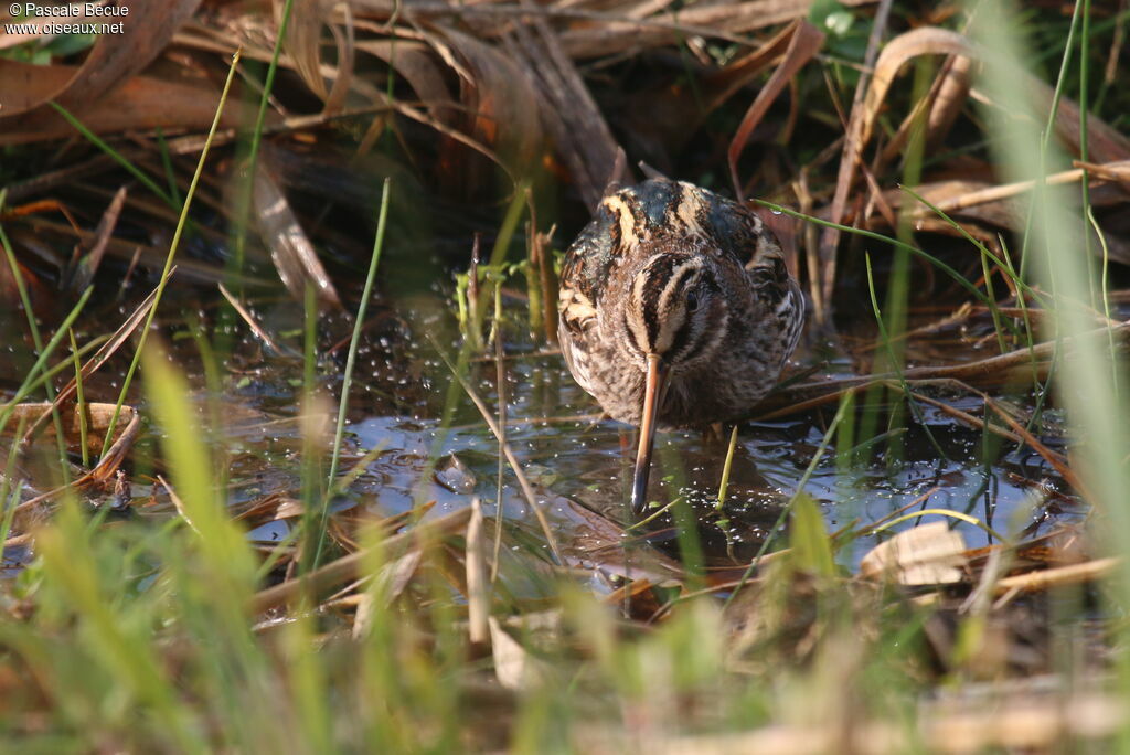 Jack Snipeadult, identification