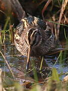 Jack Snipe