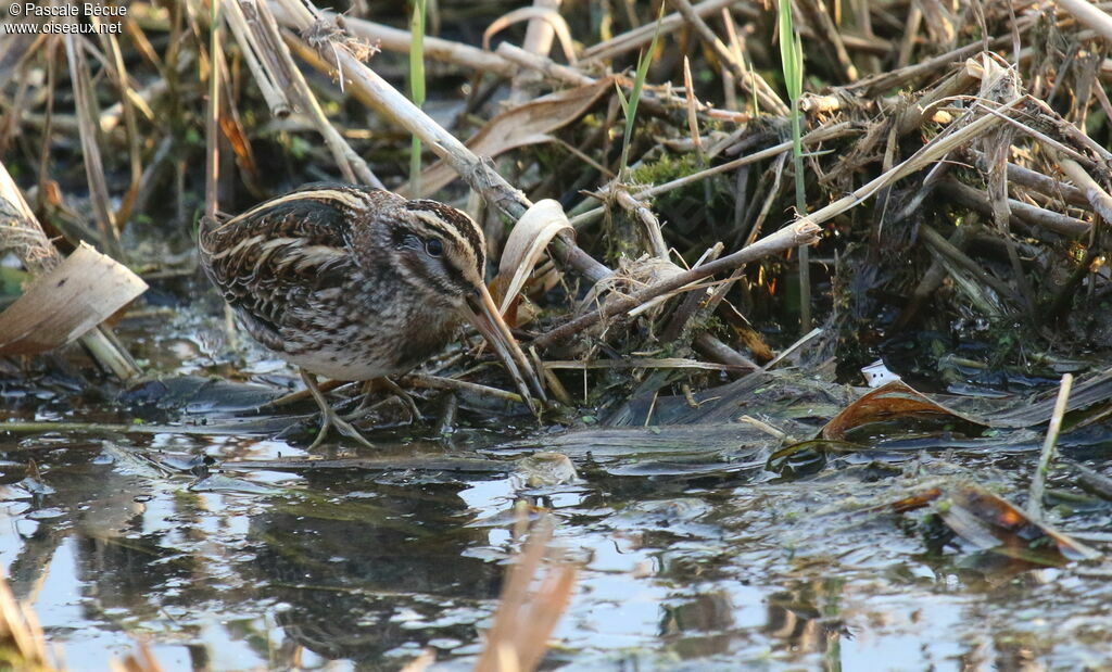 Bécassine sourdeadulte, identification, portrait, mange