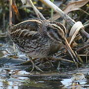 Jack Snipe