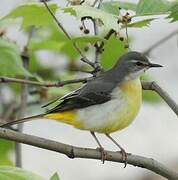 Grey Wagtail