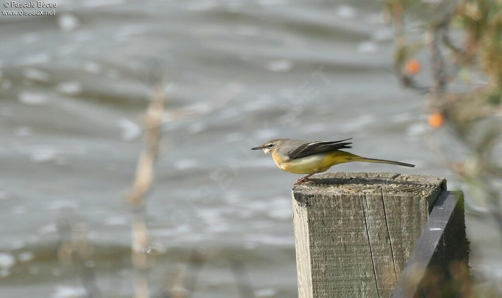 Grey Wagtailadult