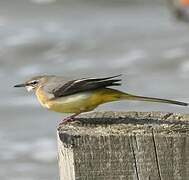 Grey Wagtail