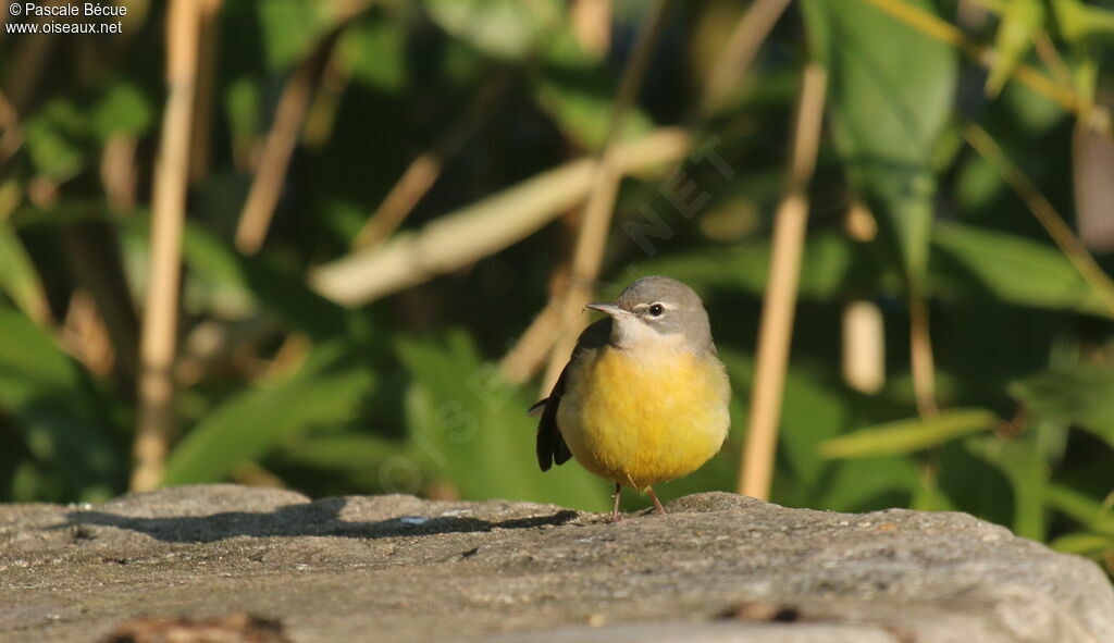 Grey Wagtailadult, identification