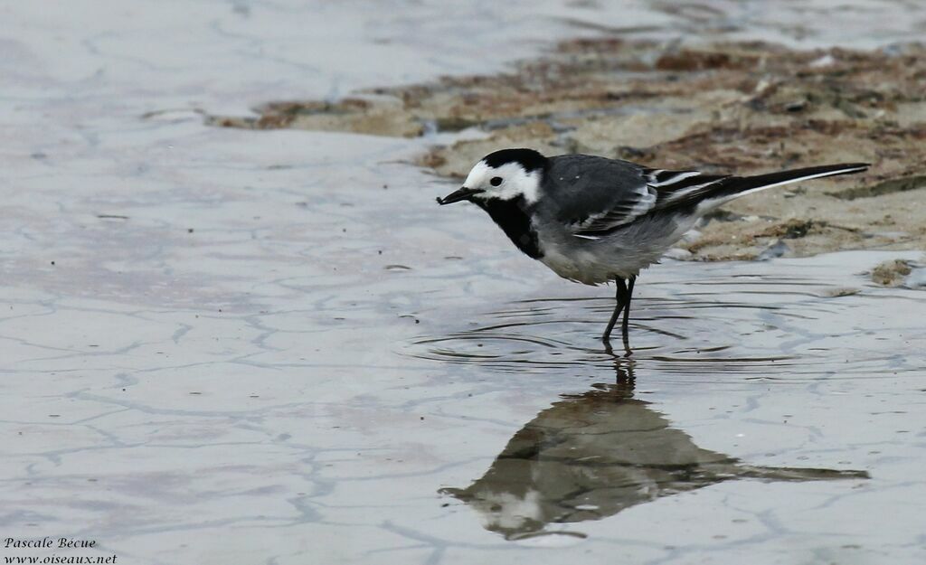 White Wagtailadult