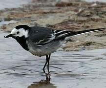 White Wagtail