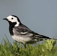 White Wagtail