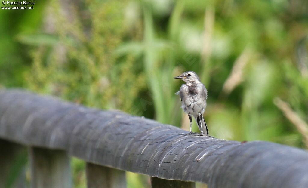 White Wagtailjuvenile