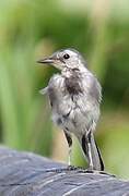 White Wagtail