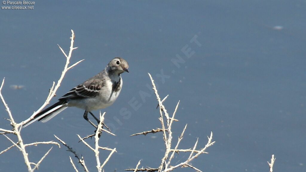 White Wagtailjuvenile