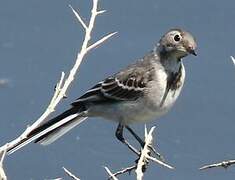 White Wagtail