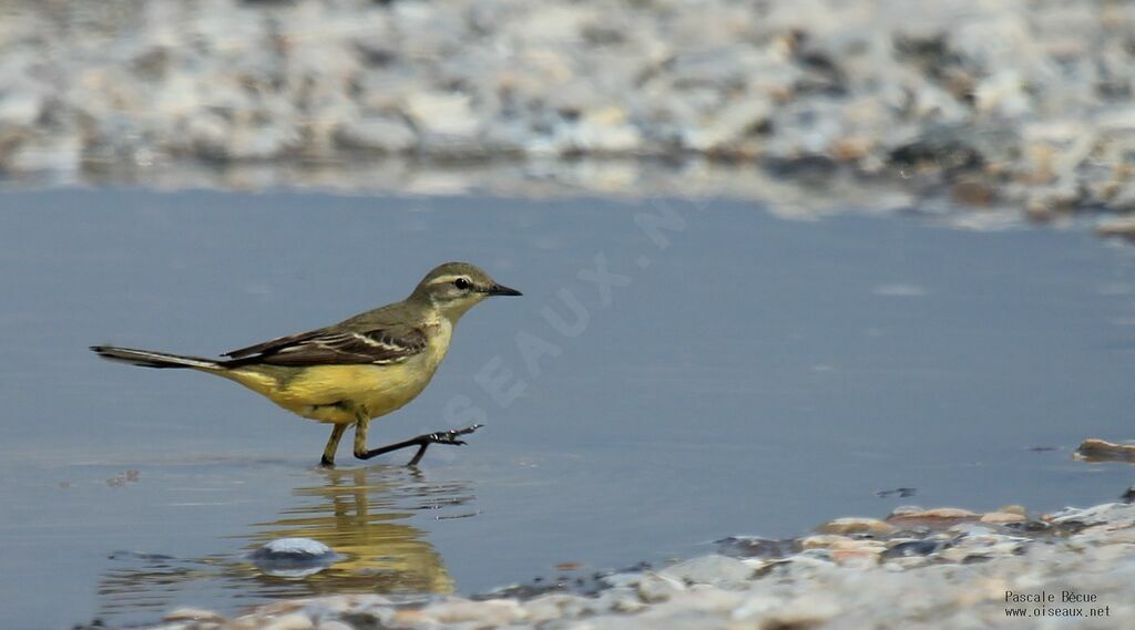 Western Yellow Wagtailadult