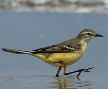 Western Yellow Wagtail