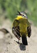 Western Yellow Wagtail