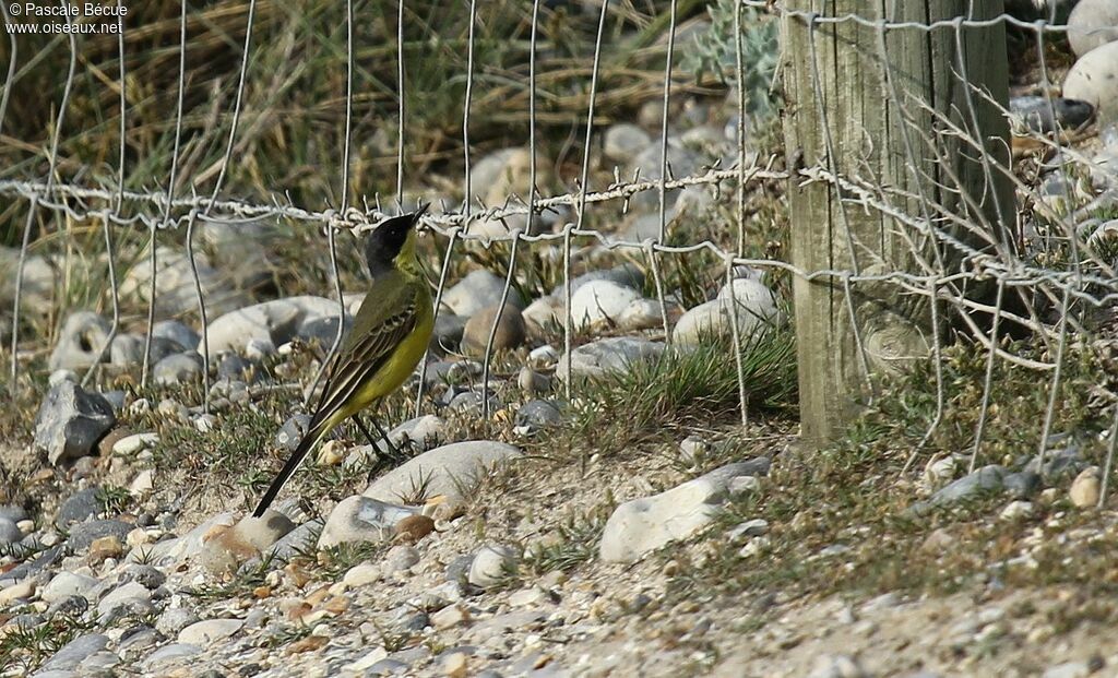 Western Yellow Wagtail