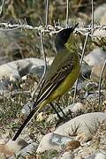 Western Yellow Wagtail