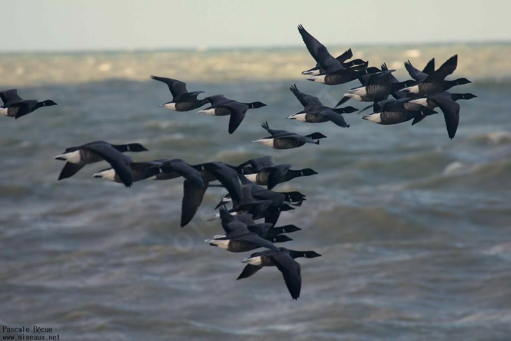 Brant Goose