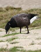 Brant Goose