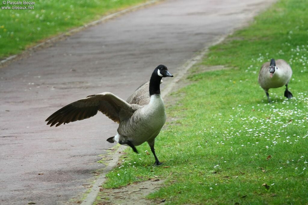 Canada Gooseadult