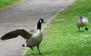 Canada Goose