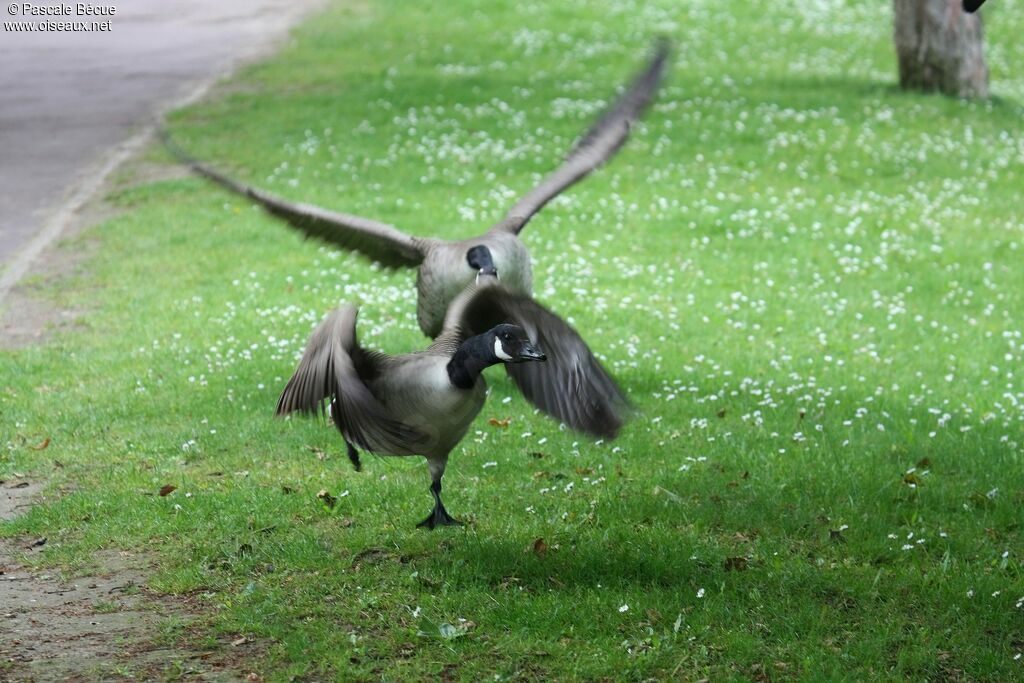 Canada Gooseadult