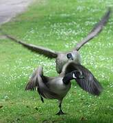 Canada Goose