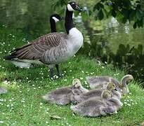 Canada Goose