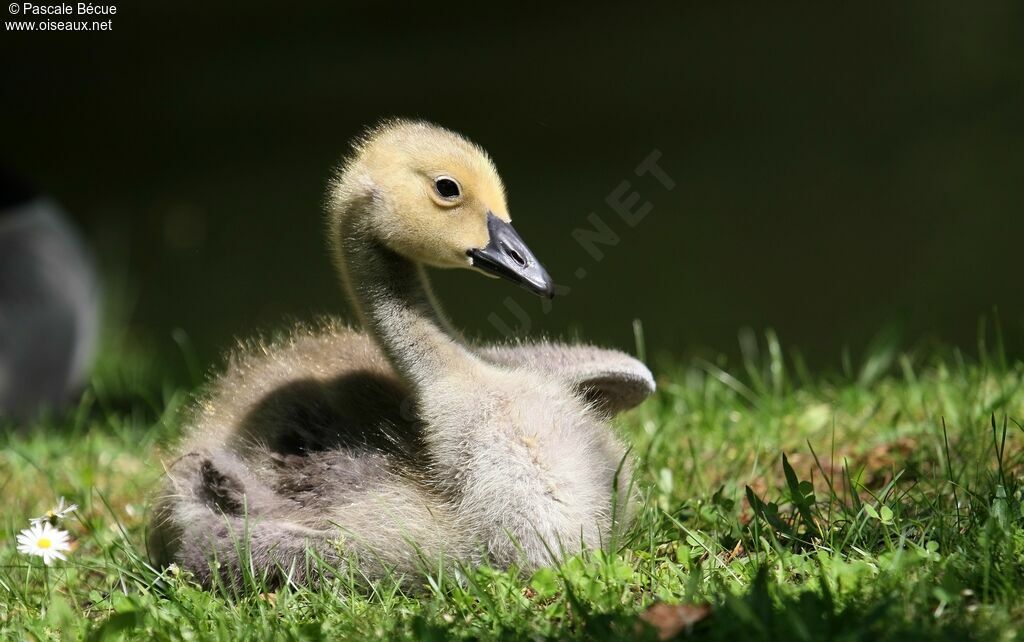 Canada Goosejuvenile