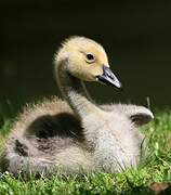 Canada Goose