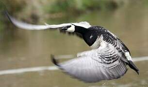 Barnacle Goose