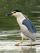 Black-crowned Night Heron