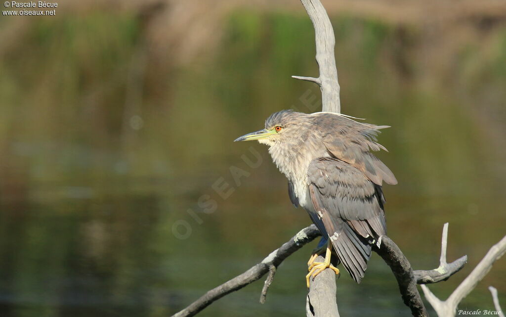 Black-crowned Night Heronimmature