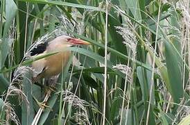 Little Bittern