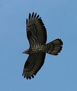 European Honey Buzzard