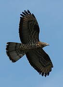 European Honey Buzzard