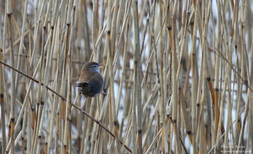 Bouscarle de Cetti