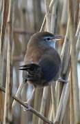 Cetti's Warbler