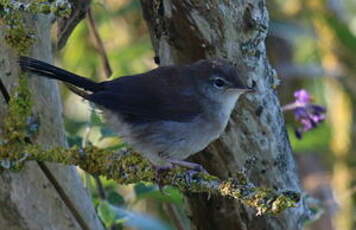 Bouscarle de Cetti