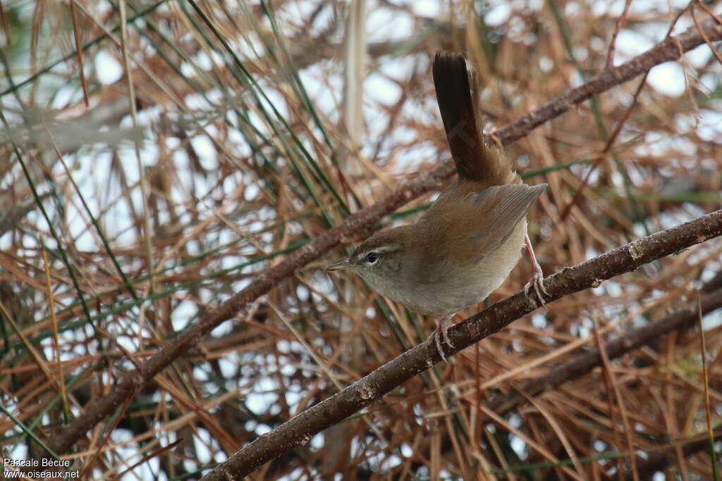 Cetti's Warbleradult, habitat, camouflage, pigmentation, Behaviour